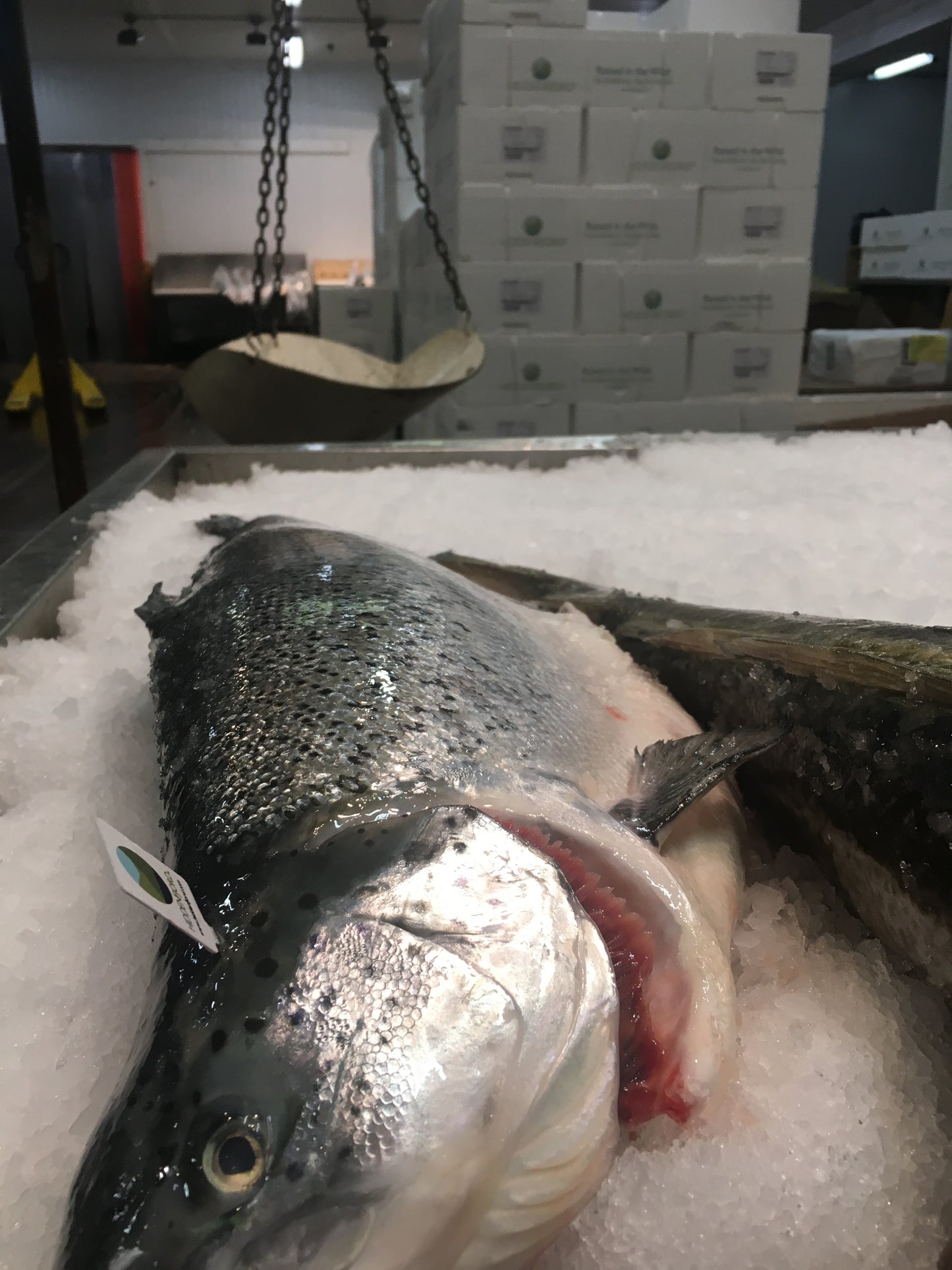 Salmon