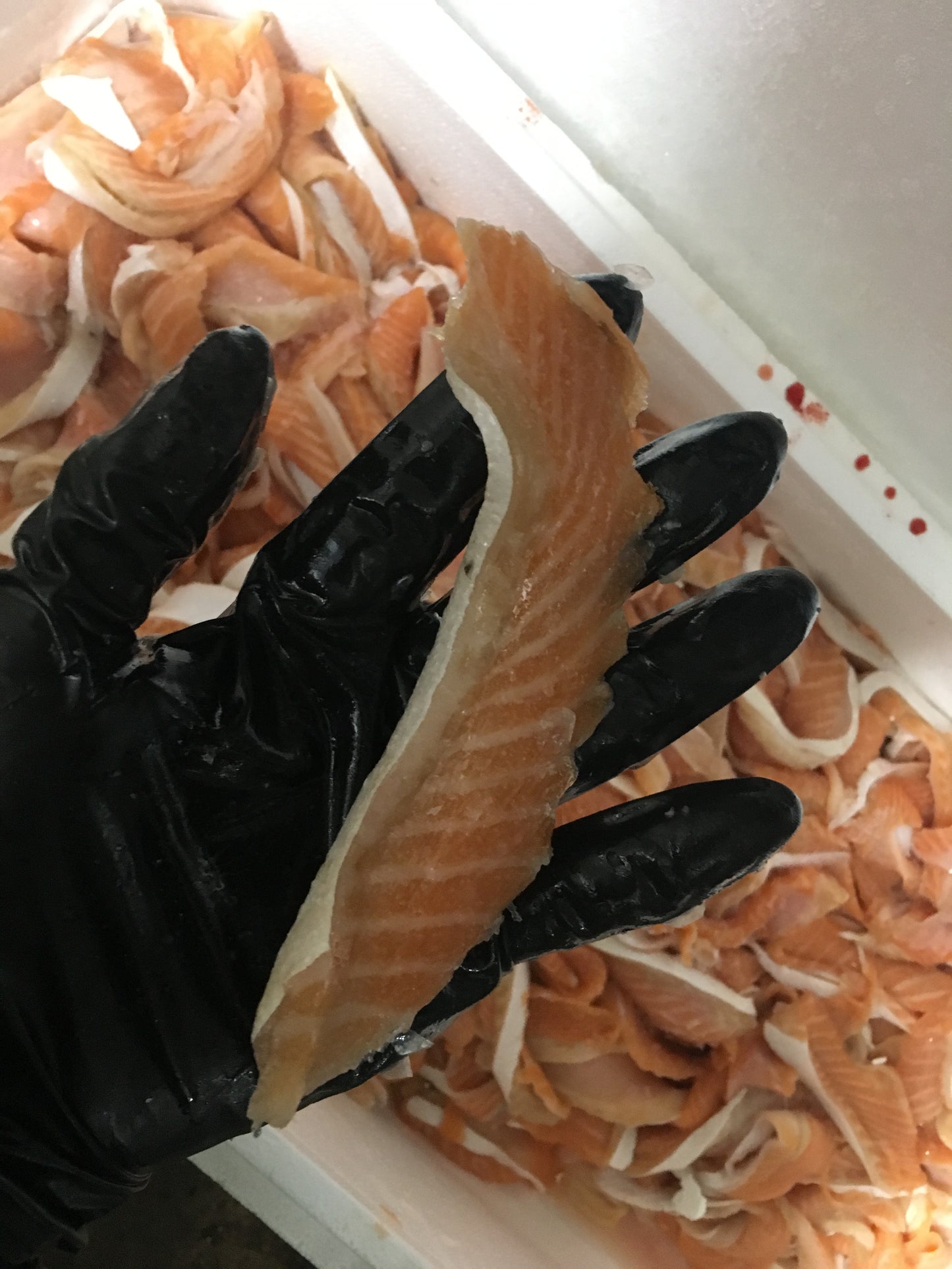 Salmon