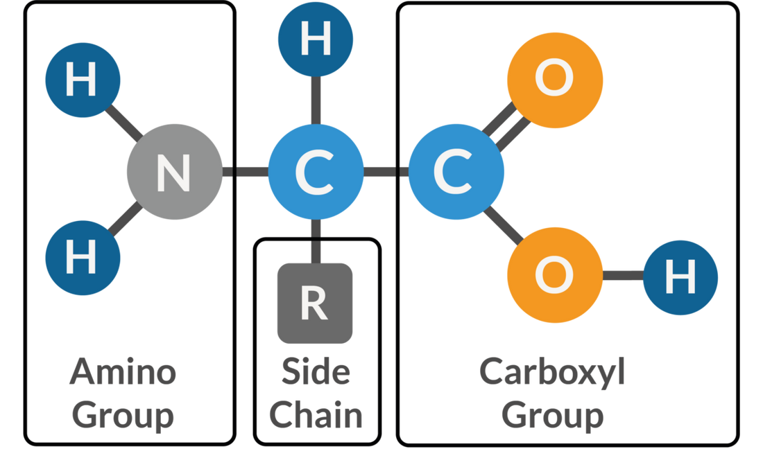 "Non-Protein" Amino Acids!